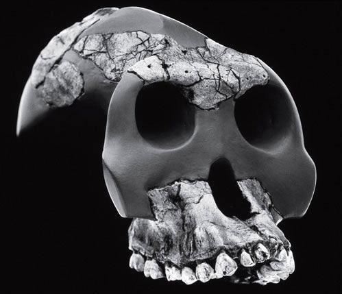 Рис. 14.1. Australopithecus garhi 
