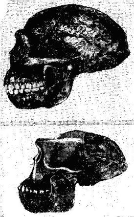 Череп синантропа (вверху) в сравнении с реконструкцией черепа питекантропа яванского (внизу)