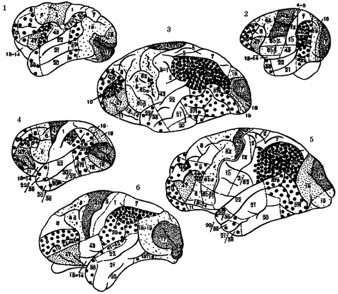 Рис. IV. 2. Цитоархитектоническая карта мозга обезьян Нового Света и высших человекообразных обезьян. 1 - коата, 2 - капуцин, 3 - орангутан, 4 - гиббон, 5 - шимпанзе, 6 - горилла  Условные обозначения к рис. IV.1, IV2, IV.3, IV.4, IV5, IV.6 Цифры обозначают цнтоархитектонические поля коры по карте Бродмана; 17,18 - поля, связанные с осуществлением зрительных рецепций; 19 - ассоциативное зрительное поле; 4, 6 - двигательные поля; 1-3 - тактильная чувствительность; 41, 42 - слуховые поля; 22 - ассоциативно-слуховое; 43 - вкусовое; 39, 40 - нижнетеменные поля, связанные со стереоскопией и стереогнозией, праксис и манипулирование; 37 - зрительно-гностические функции; 44, 45 - речедвигателъные поля; 8 - глазодвигательное поле; 9, 10, 47 - поля лобной области, связанные с прогнозированием и высшими формами психической деятельности; 23, 24 - лимбические поля, связанные с эмоциями, пищевым, питьевым и половым поведением. Крупно-зернистая штриховка означает наиболее прогрессивно развивающиеся поля неокортекса 