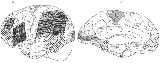 Рис. IV. 4. Цитоархитектоническая карта мозга современного человека (по Бродману) а - дорсолатеральная поверхность; Б - медиальная поверхность 