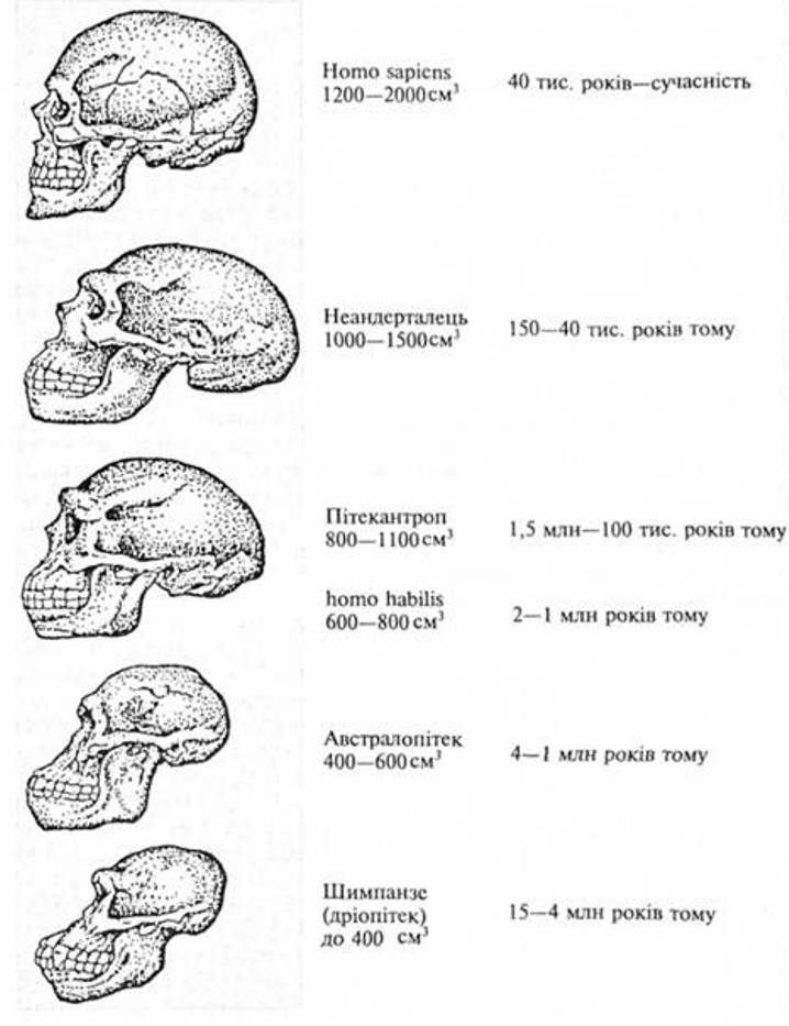 Рис. 1. Еволюція черепа людини