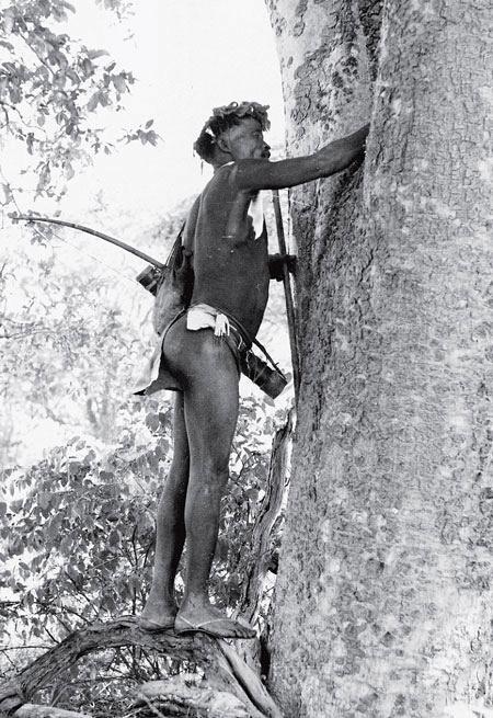 Рис. 6.2. В пустыне Калахари охотник-собиратель народа сэн ищет в стволе дерева мед. С точки зрения экологов, культура человека является всего лишь элементом в экосистеме