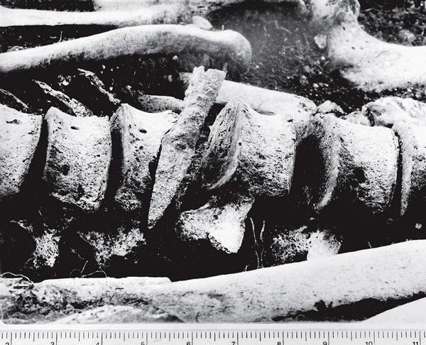 Рис. 6.5. Железный наконечник стрелы, застрявший в позвоночнике человека, убитого при атаке римлян на Мэйден Кастл в Дорсете, Англия, в 43 году н. э. Этот артефакт относится к римскому культурному контексту, скелет же принадлежит британцу. Тем не менее они связаны друг с другом в археологическом материале 