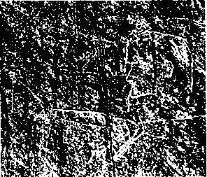 Рис. 21. Профиль В.И. Ленина, выгравированный на скалах Ортаа-Саргола, верхний Енисей