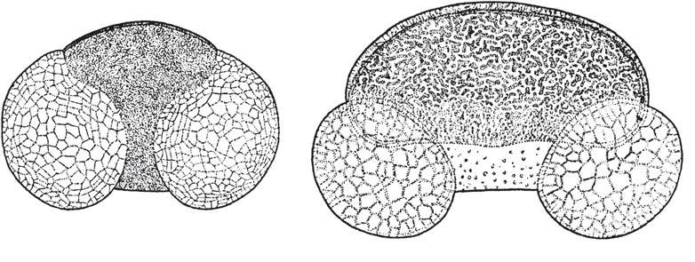 Рис. 12.9. Зерна пыльцы: ели (слева) и пихты (справа). Увеличены в 340 раз 
