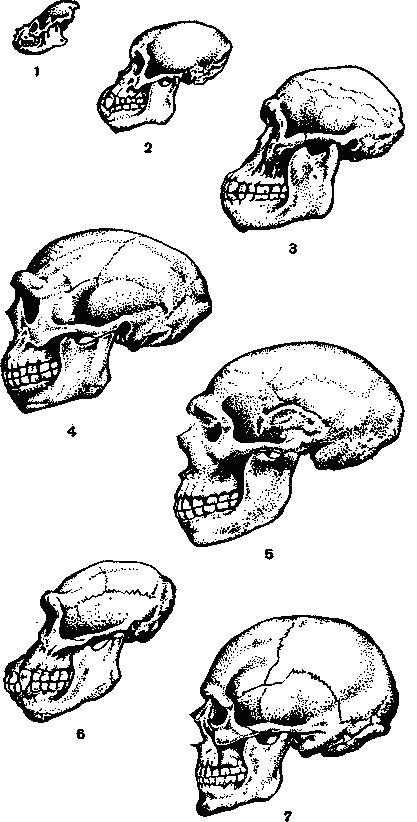 Эволюция приматов: 1 — древний лемур; 2 —- проконсул африканский; 3 — австралопитек; 4 —- синантроп; 5 — неандертальский человек; 6 — современный шимпанзе; 7 — современный человек