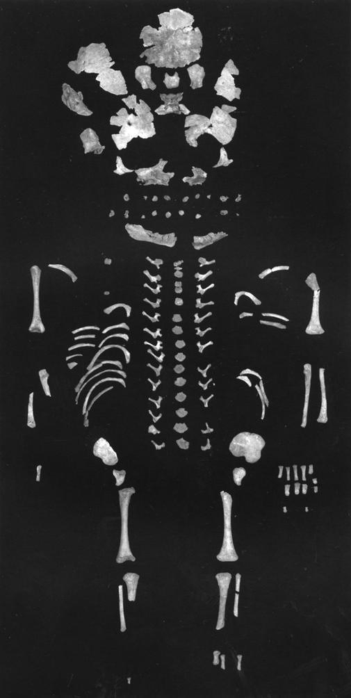 Рис. 4. Мустье 2 Самый полный скелет новорожденного мустьерской эпохи, чудом сохранившийся, и чудом дважды обнаруженный (Première Humanité., 2008. Р. 113)