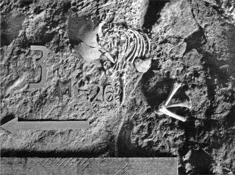 Рис. 1. Мезмайская 1. Фотография погребения. Скелет новорожденного в слое пещерной стоянки. Полные останки детей (Кафзех 10, Дедерийя 1) и новорожденных (Мустье 2, Мезмайская 1) - исключения, подтверждающие правило Мортилье: или обвал, или намеренное погребение. (Première Humanité., 2008. Р. 70).