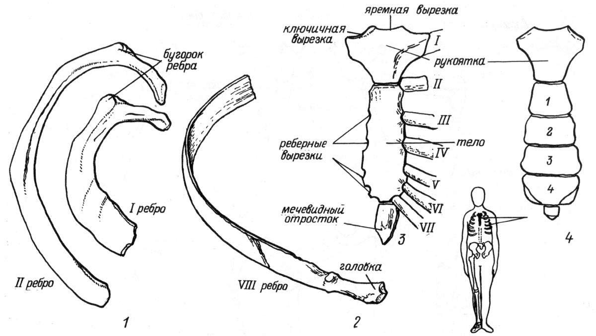 Рис. 17. Ребра и грудина. 1 — I и II ребро, вид сверху; 2 — VIII ребро, вид снизу; 3 — сочленение грудины с ребрами; 4 — грудина ребенка
