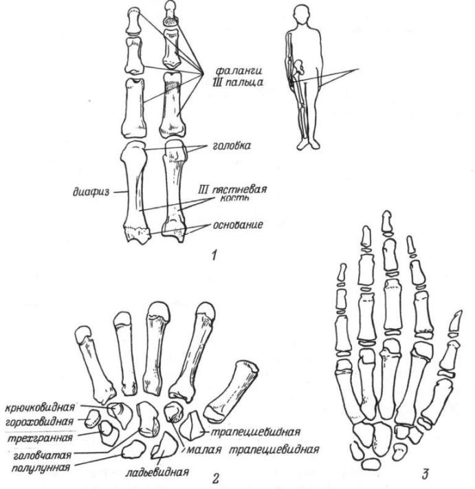 Рис. 22. Кости кисти. 1 - фаланги III пальца и III пястневая кость (слева — тыльная поверхность, справа - ладонная); 2 — кости запястья; 3 — возрастные особенности строения (кисть 10-летнего ребенка).