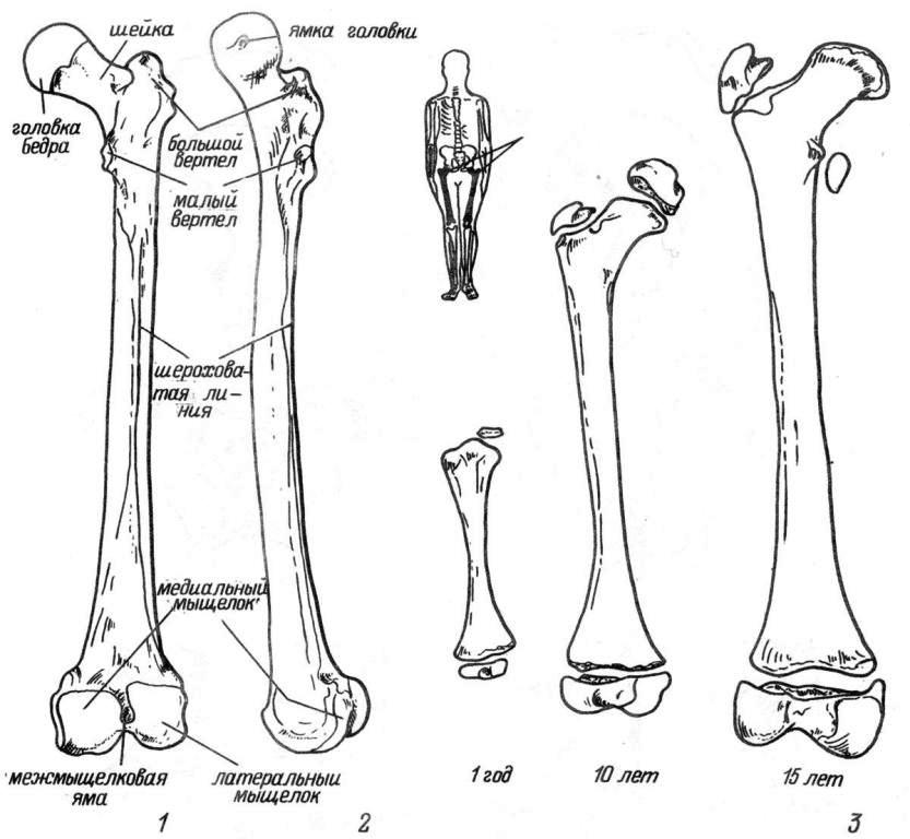 Рис. 26. Бедренная кость. 1 — вид сзади; 2 — вид сбоку; 3 — возрастные особенности строения.