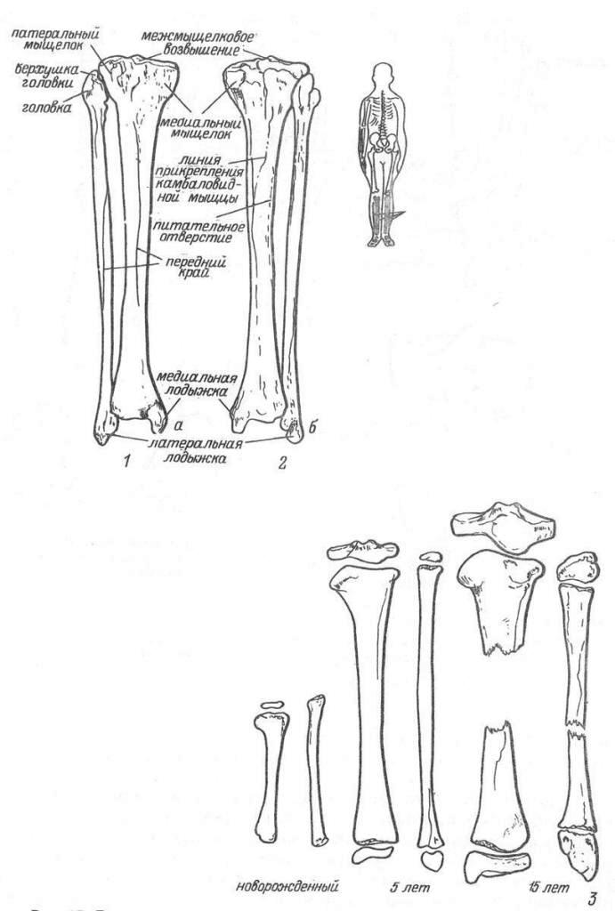 Рис. 27. Большеберцовая и малоберцовая кости. 1 — вид спереди; 2 — вид сзади; 3 — возрастные особенности строения.
