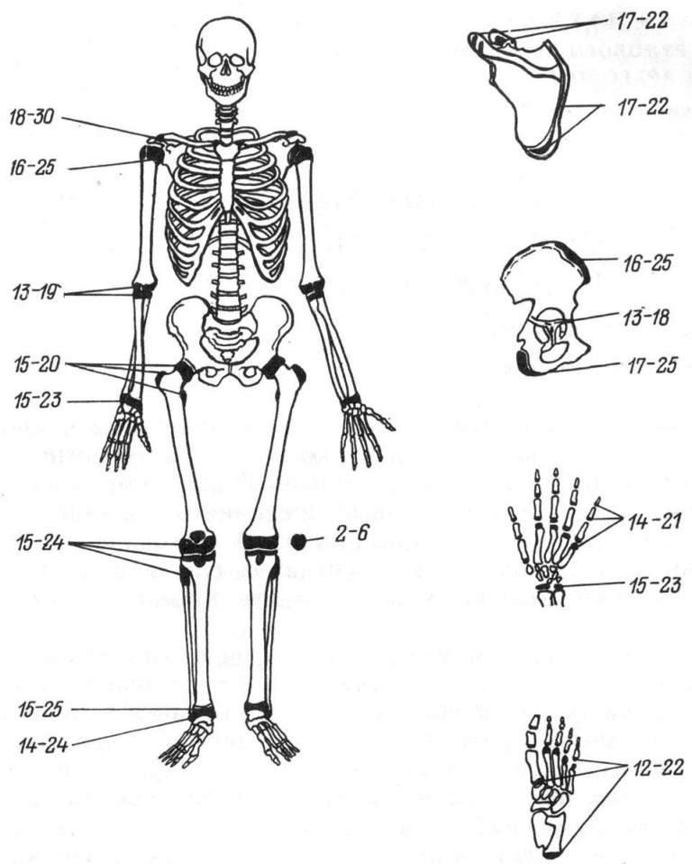 Рис. 29. Определение возраста по костям посткраниального скелета.