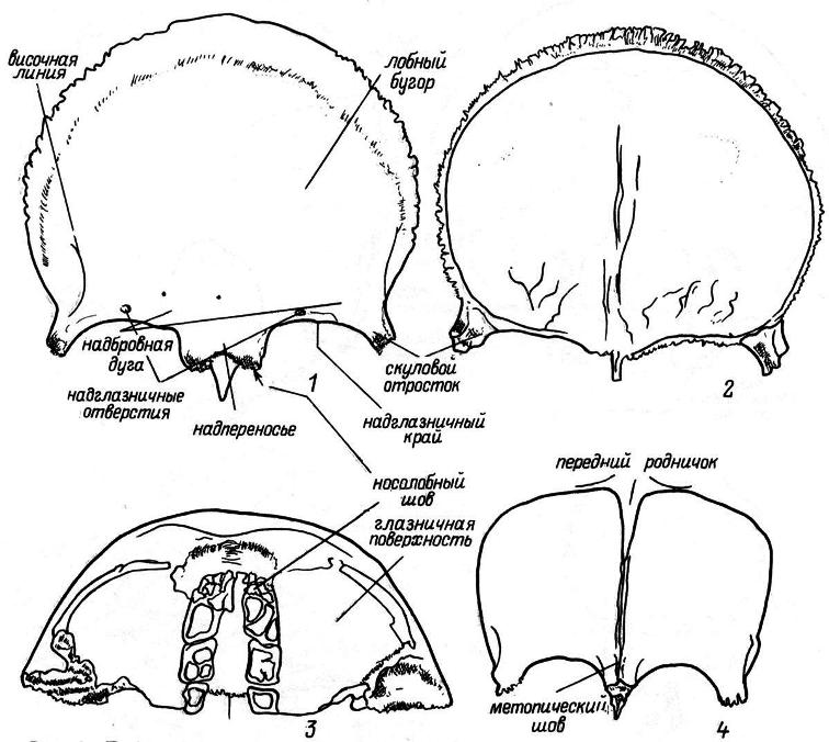 Рис. 3. Лобная кость. 1 — вид снаружи; 2 — вид изнутри; 3 — вид снизу; 4 — лобная кость новорожденного.