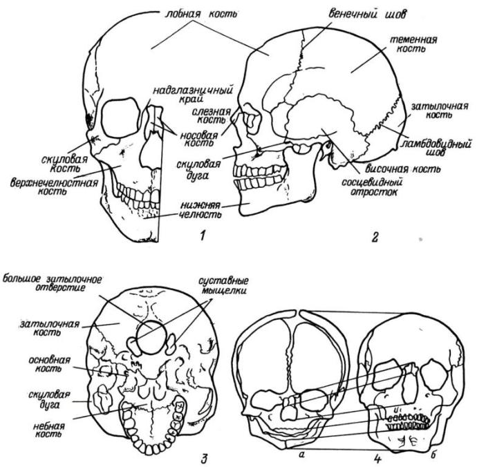 Рис. 1. Череп. 1 — вид спереди; 2 — вид слева; 3 — вид снизу; 4 — возрастные изменения пропорций черепа (а — череп новорожденного, б — череп взрослого).