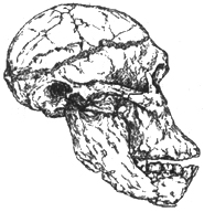 Рис. I. 5. Череп австралопитека африканского (2,5 млн лет) 