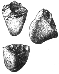 Рис. I. 7. Олдувайская культура нижнего палеолита. Питекантропы (древнейшие люди, архантропы)