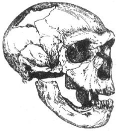 Рис. I. 10. Череп позднего европейского неандертальца (равняй вюрм)