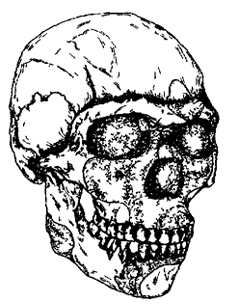 Рис. I. 11. Череп прогрессивного неандертальца (архаичного сапиенса) (90 тыс. лет)