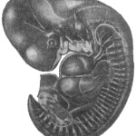 Рис. V. 1. Реконструкция нервной системы эмбриона человека длиной 10 мм.