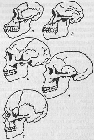 Сравнение черепов гоминидов: а) горилла, b) австралопитек, с) Homo erectus, d) неандерталец, e) Homo sapiens