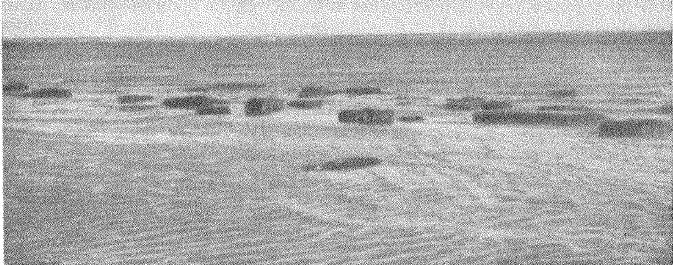 Рис. 3. Крупные блоки ольвийских стен, сфотографированные во время спада воды