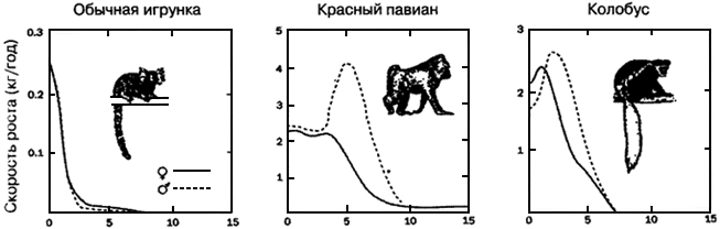 Рис. VI. 4. Различия в динамике ростовых кривых у представителей разных видов приматов: - обычной игрунки (Callithrix jacchus), красного павиана (Papio papio), колобуса (Colobus guereza)