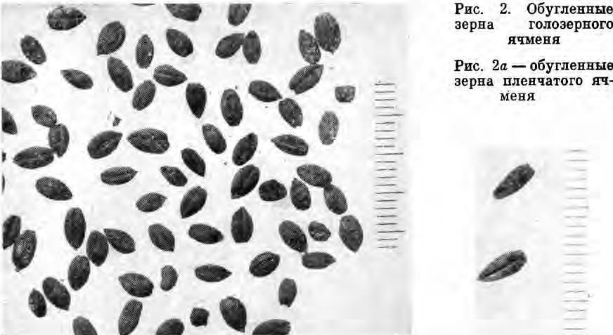 Рис. 2. Обугленные зерна голозерного ячменя Рис. 2а — обугленные зерна пленчатого ячменя