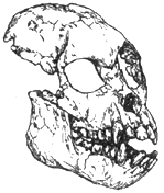 Рис. I. 3. Дриопитек (проконсул) - миоценовый предок антропоидов и людей   