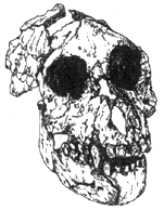 Рис. I. 2. Египтопитек - предок гоминоидов (олигоцен)  