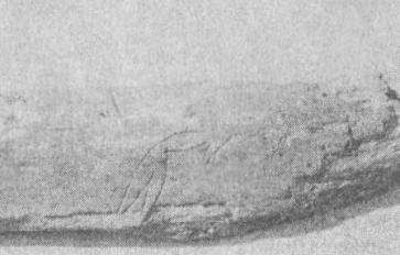 Рис. 146. Ребро животного с изображением стрелы