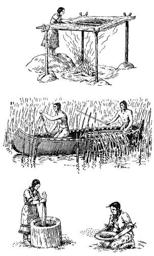Сбор и обработка дикого риса у приозерных индейцев Северной Америки