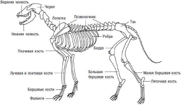 Рис. 13.3. Скелет собаки. Показаны наиболее важные части тела с остеологической точки зрения 