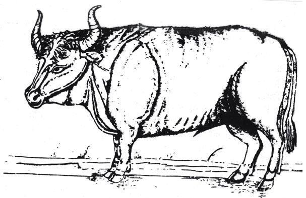 Рис. 13.5. Зубр, как изобразил его С. фон Хербенстайн в 1549 г.