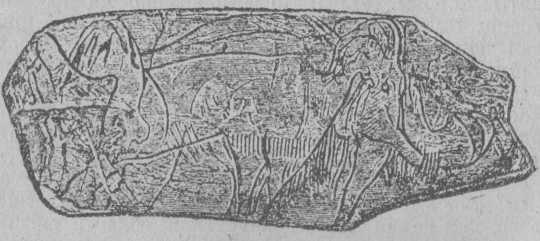 Рис. 18. Мамонт, вырезанный на костяной пластинке (грот Мадлены).